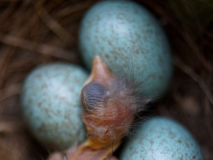 Explained: Why birds don't have teeth Explained: Why birds don't have teeth