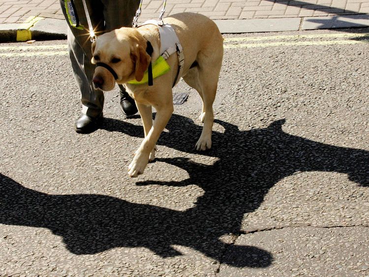 London, UNITED KINGDOM: Guide dog, Vaughn, named as the Guide Dog of the year walks with owner Susan Jones in London, 08 September 2005. Vaughn beat competition from other dogs around the UK in an event organised by the Guide Dogs for the Blind association. The charity recognizes the extra special achievements and contributions that some guide dogs make to their owners' daily lives. AFP PHOTO/ CARL DE SOUZA (Photo credit should read CARL DE SOUZA/AFP/Getty Images) 