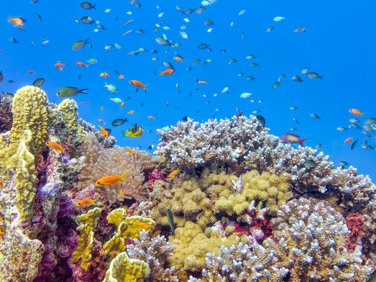 Sea temperatures were around 25C during the explosion