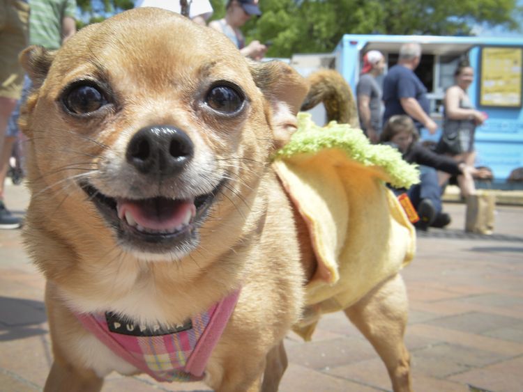 Designer dog trend fuels increase in thefts Designer dog trend fuels increase in thefts