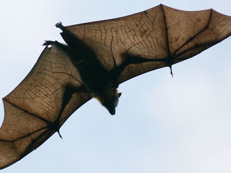 The fruit bat - of flying fox - is the main carrier of the virus.