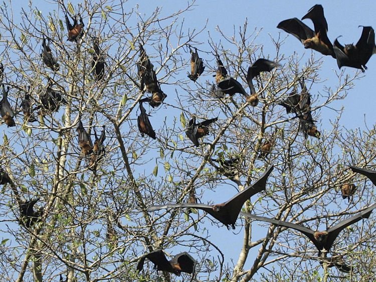 Fruit bats in a tree in Amritsar, India. Pic: file