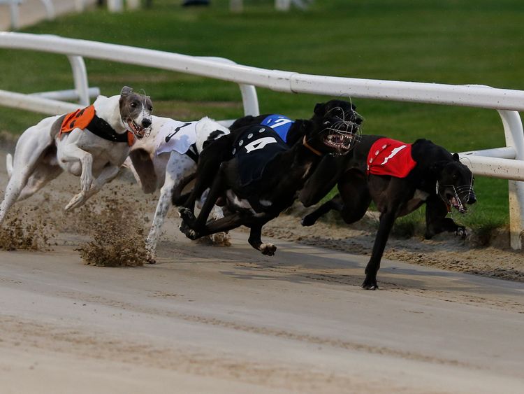 TOWCESTER, ENGLAND - JULY 01: Astute Missile (T4, black) at the first bend before going on to win The Star Sports 2017 English Greyhound Derby Final at Towcester greyhound track on July 1, 2017 in Towcester, England. (Photo by Alan Crowhurst/Getty Images) *** Local Caption *** Astute Missile