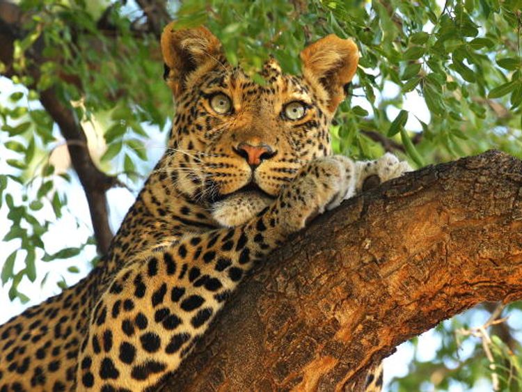 The leopard attacked and killed the boy on Friday night (file pic)