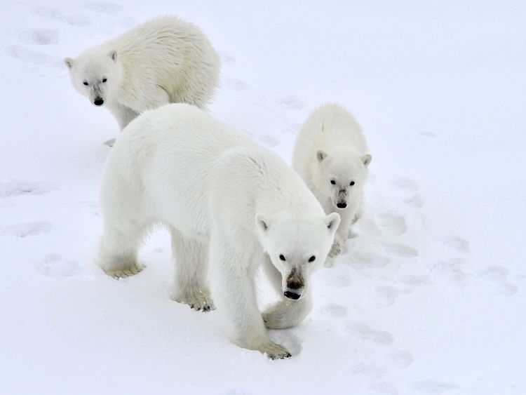 Polar bears could face extinction, researchers say