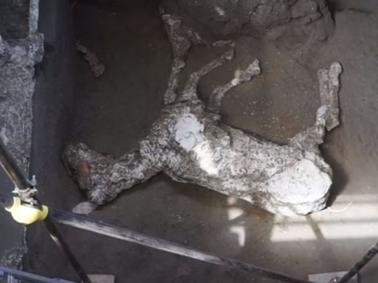 The remains of a huge horse, found in a stable in a Pompeii villa, have been unveiled