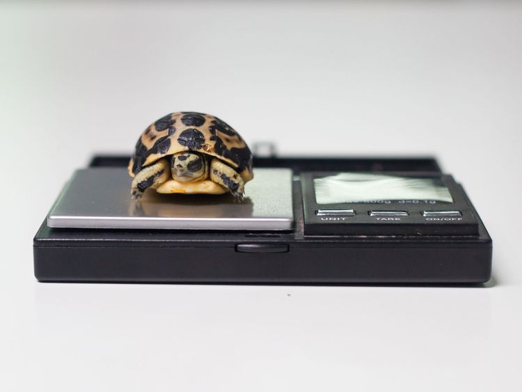 Undated Paignton Zoo handout photo of a baby spider tortoise being weighed at Paignton Zoo, which has become the first in Britain to breed one of the world's smallest and rarest tortoises. PRESS ASSOCIATION Photo. Issue date: Tuesday May 1, 2018. The spider tortoise, known as Pyxis arachnoides, is found around the south western coast of Madagascar. See PA story ANIMALS Tortoise. Photo credit should read: Paignton Zoo/PA Wire NOTE TO EDITORS: This handout photo may only be used in for editorial r