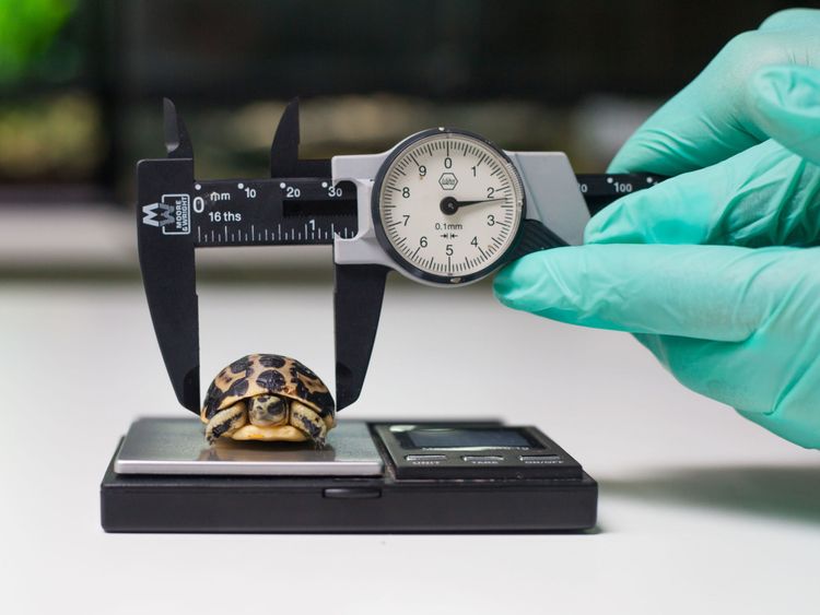 Undated Paignton Zoo handout photo of a baby spider tortoise being weighed at Paignton Zoo, which has become the first in Britain to breed one of the world's smallest and rarest tortoises. PRESS ASSOCIATION Photo. Issue date: Tuesday May 1, 2018. The spider tortoise, known as Pyxis arachnoides, is found around the south western coast of Madagascar. See PA story ANIMALS Tortoise. Photo credit should read: Paignton Zoo/PA Wire NOTE TO EDITORS: This handout photo may only be used in for editorial r