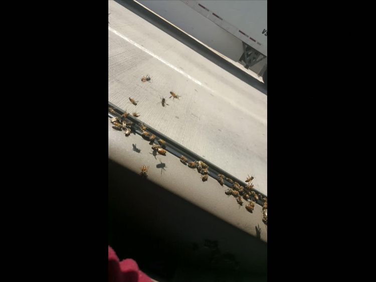 About 3,000 bees swarmed the vehicle