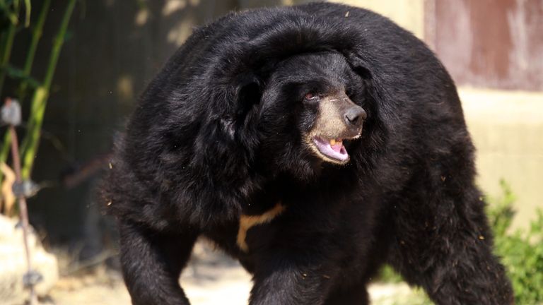 The black bear attacked the little girl outside her home in Colorado