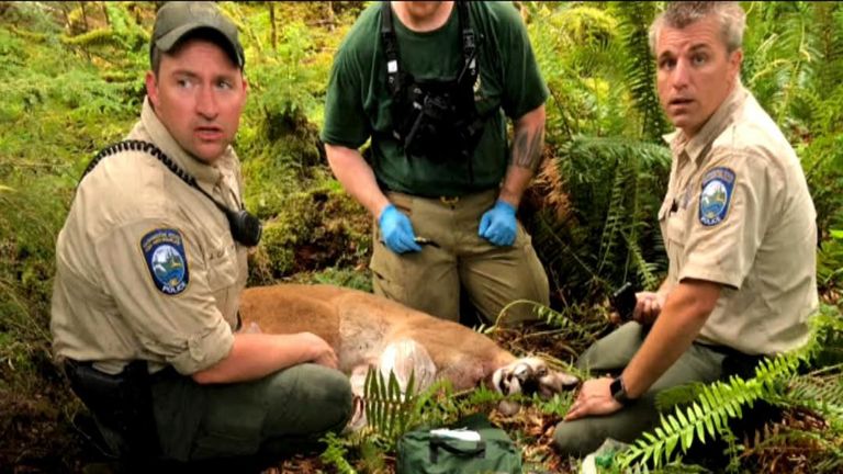 The cougar was shot dead within hours