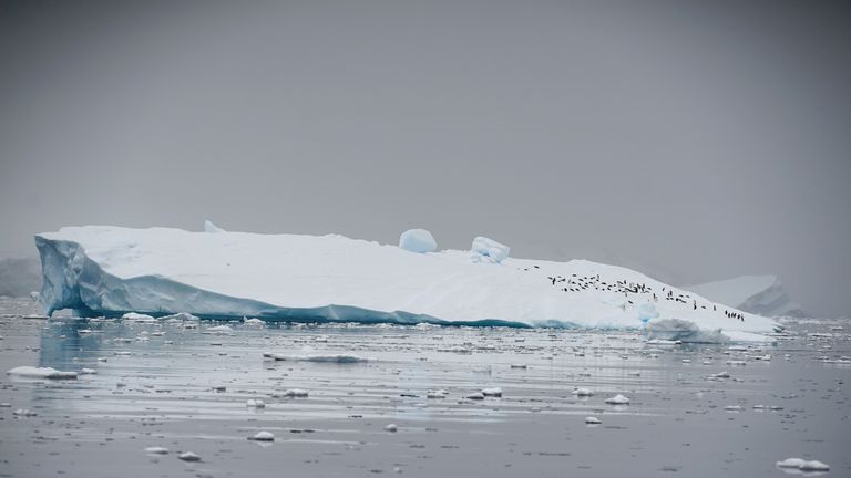 An iceberg floats in Andvord Bay, Antarctica