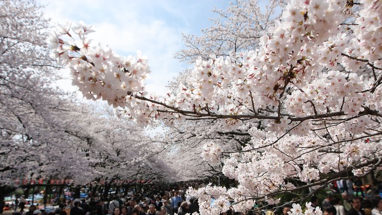 TOKYO - MARCH 29:  Cherry blossoms are seen in full bloom at Tokyo&#39;s Ueno park on March 29, 200..W in Tokyo, Japan. The bloom of the cherry blossoms are 7 days earlier than the average year in Tokyo.  (Photo by Koichi Kamoshida/Getty Images)