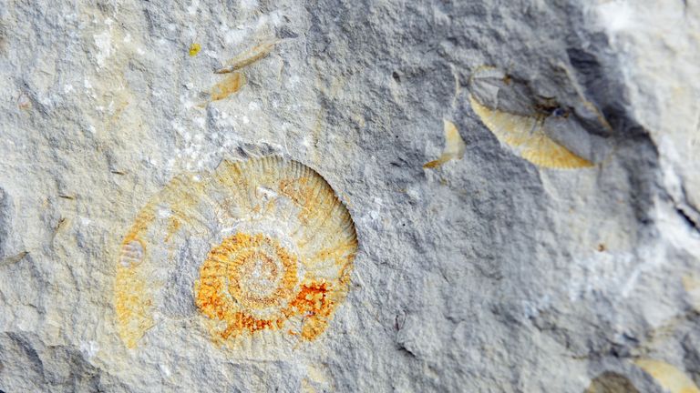 Ammonite in limestone rock. File pic