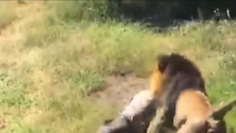 Video in South Africa shows lion mauling man in wildlife area&#39;s enclosure