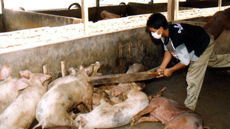 An outbreak in Malaysia was spread by pigs