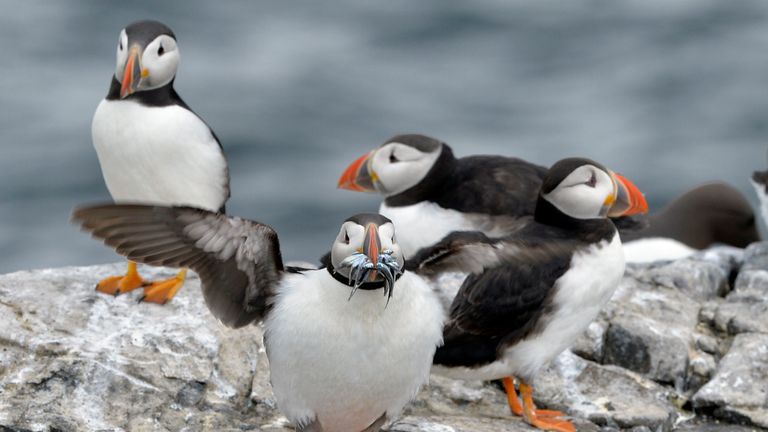 The National Trust has warned as it takes its latest census of the seabirds, that numbers of puffins on the UK&#39;s remote Farne Islands may be down 12%