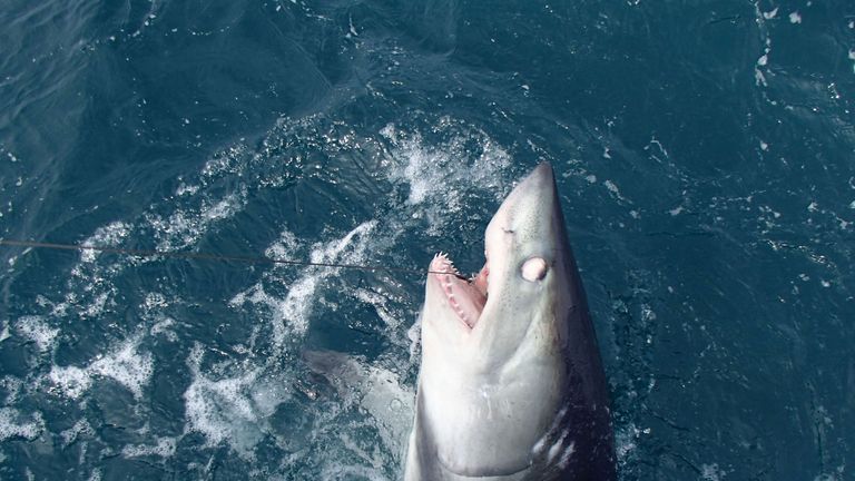 The fisherman was attacked by a porbeagle, like the one seen here off the coast of Cornwall in 2015