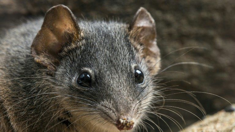 The silver-headed antechinus: frenzied sex sessions are endangering the species
