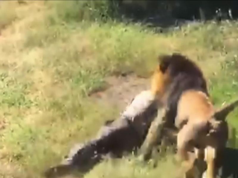 Graphic video as Brit survives lion attack | News UK Video News | Sky News