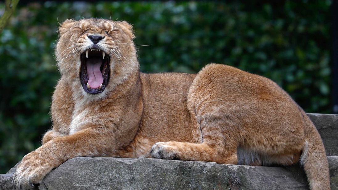 An Asian lion at the Planckendael Zoo in Mechelen, Belgium. File pic
