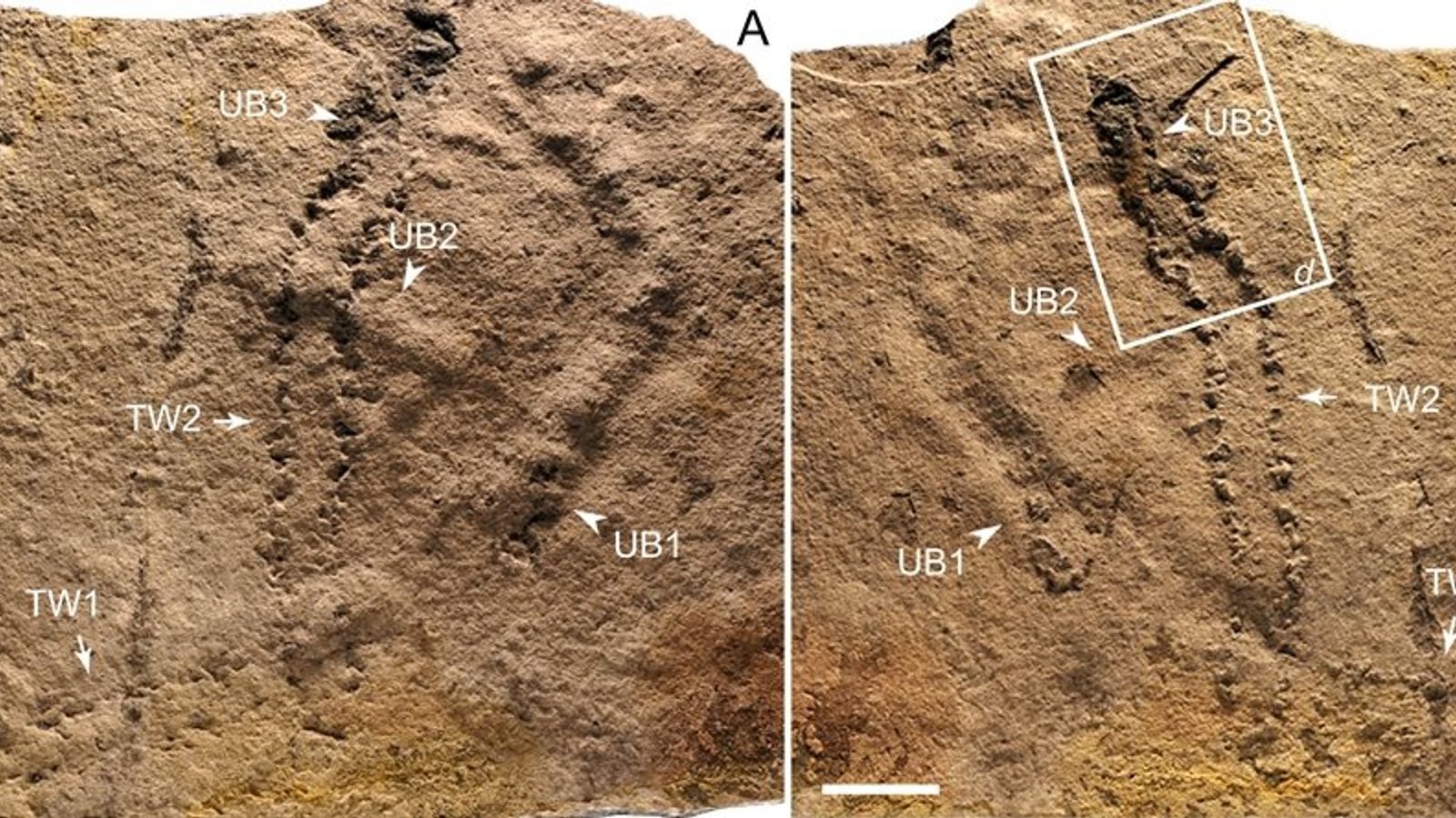 Scientists find 540-million-year-old footprints Scientists find 540-million-year-old footprints