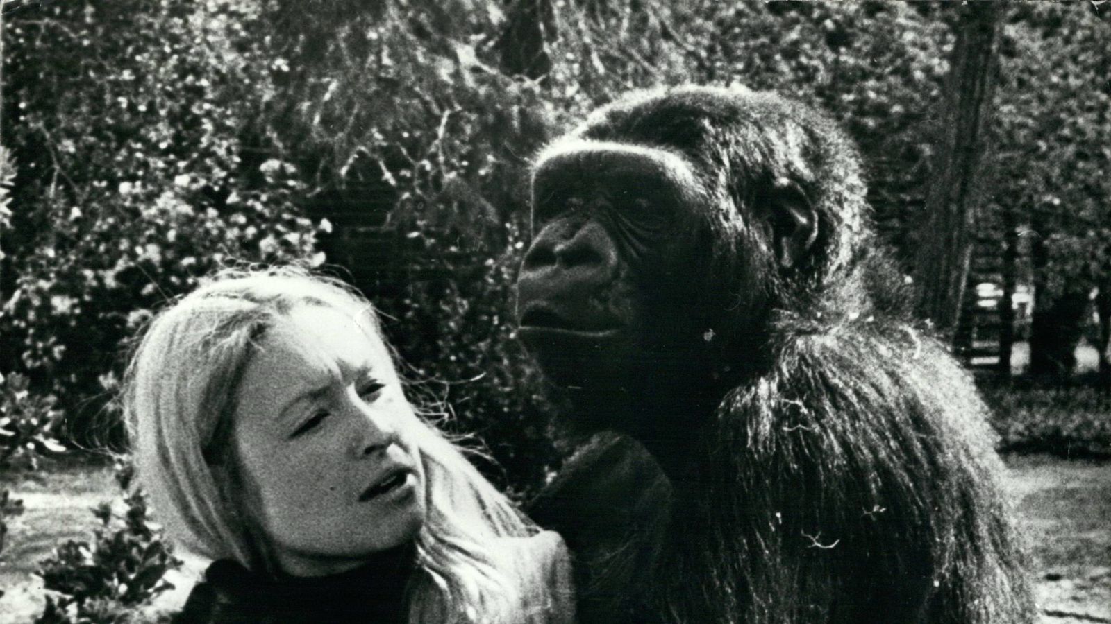 'Extraordinary' sign language gorilla Koko dies in California | World ...