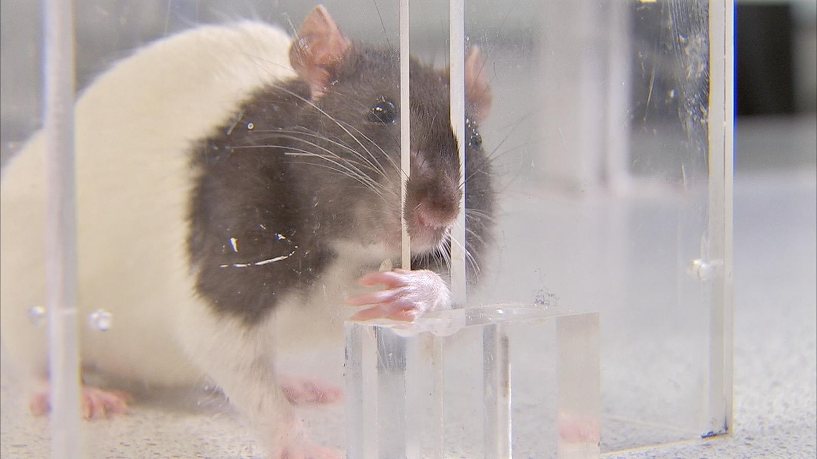 Hope for spinal injury patients as paralysed rats 'cured' with gene