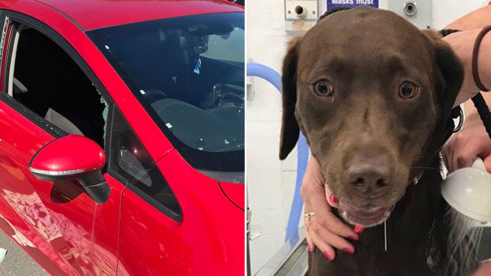 RSPCA warning over dogs locked in cars in the hot weather