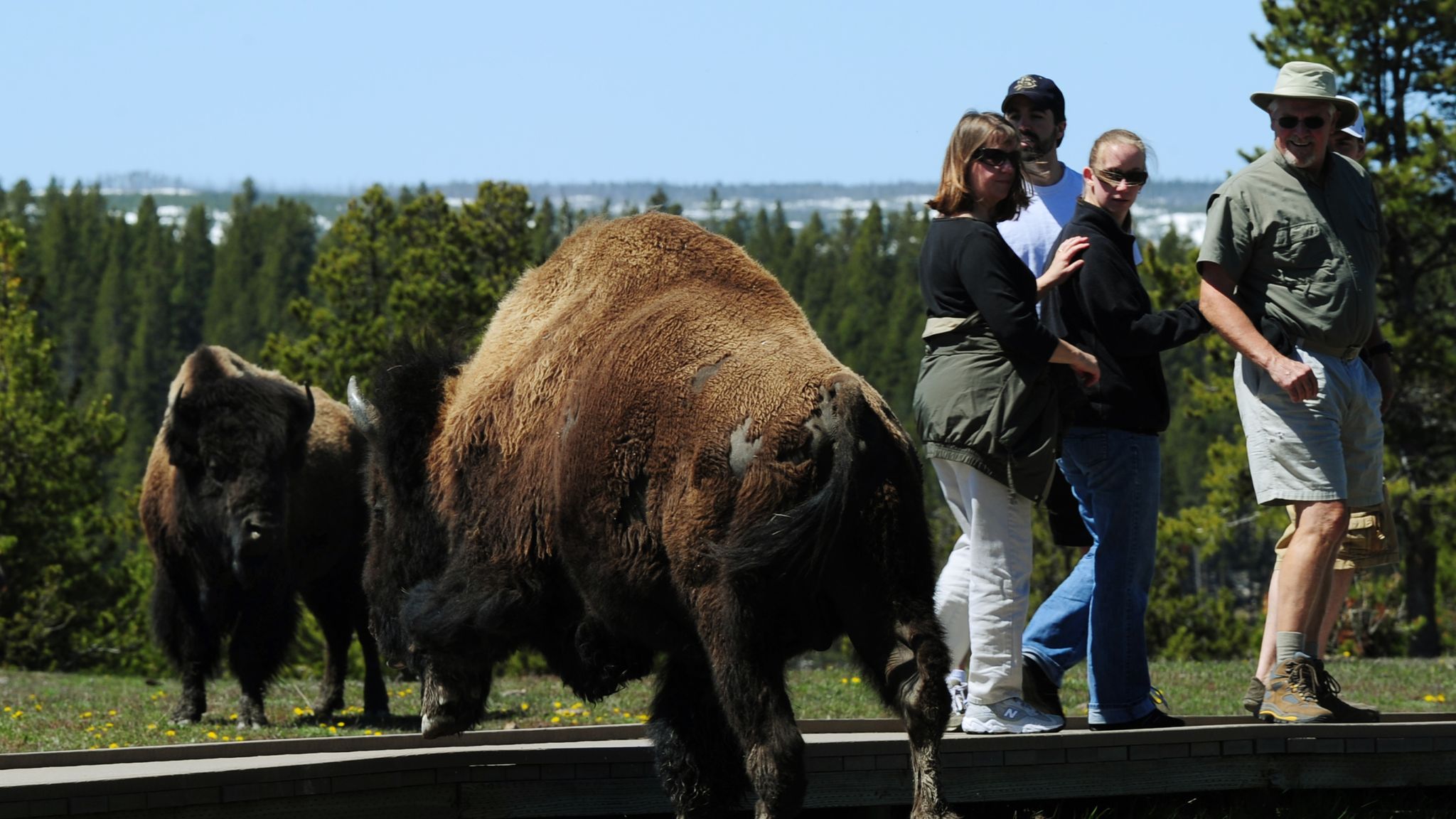 Woman gored by bison at Yellowstone Park US News Sky News