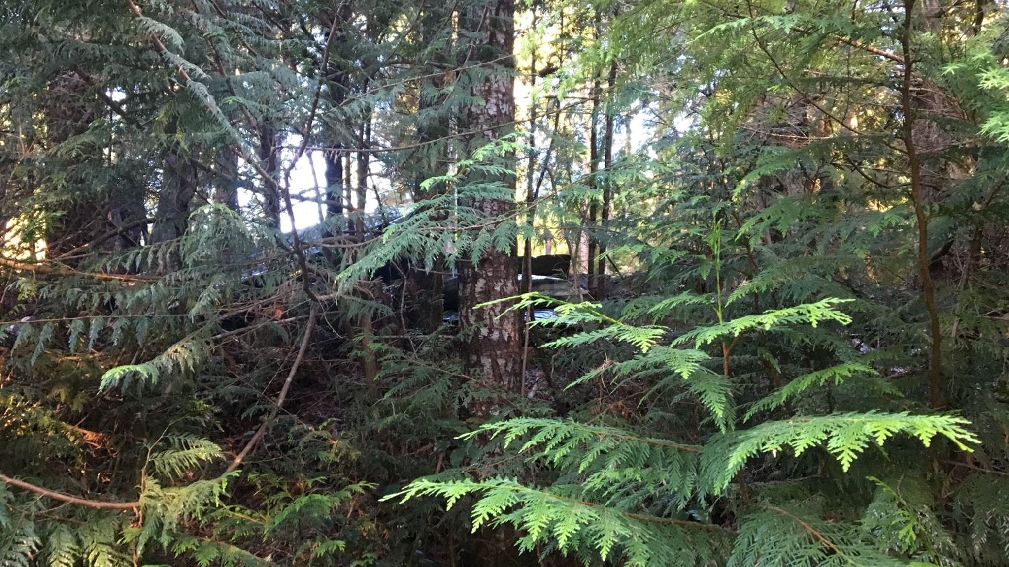 Family of five killed in rental cabin explosion in Washington World