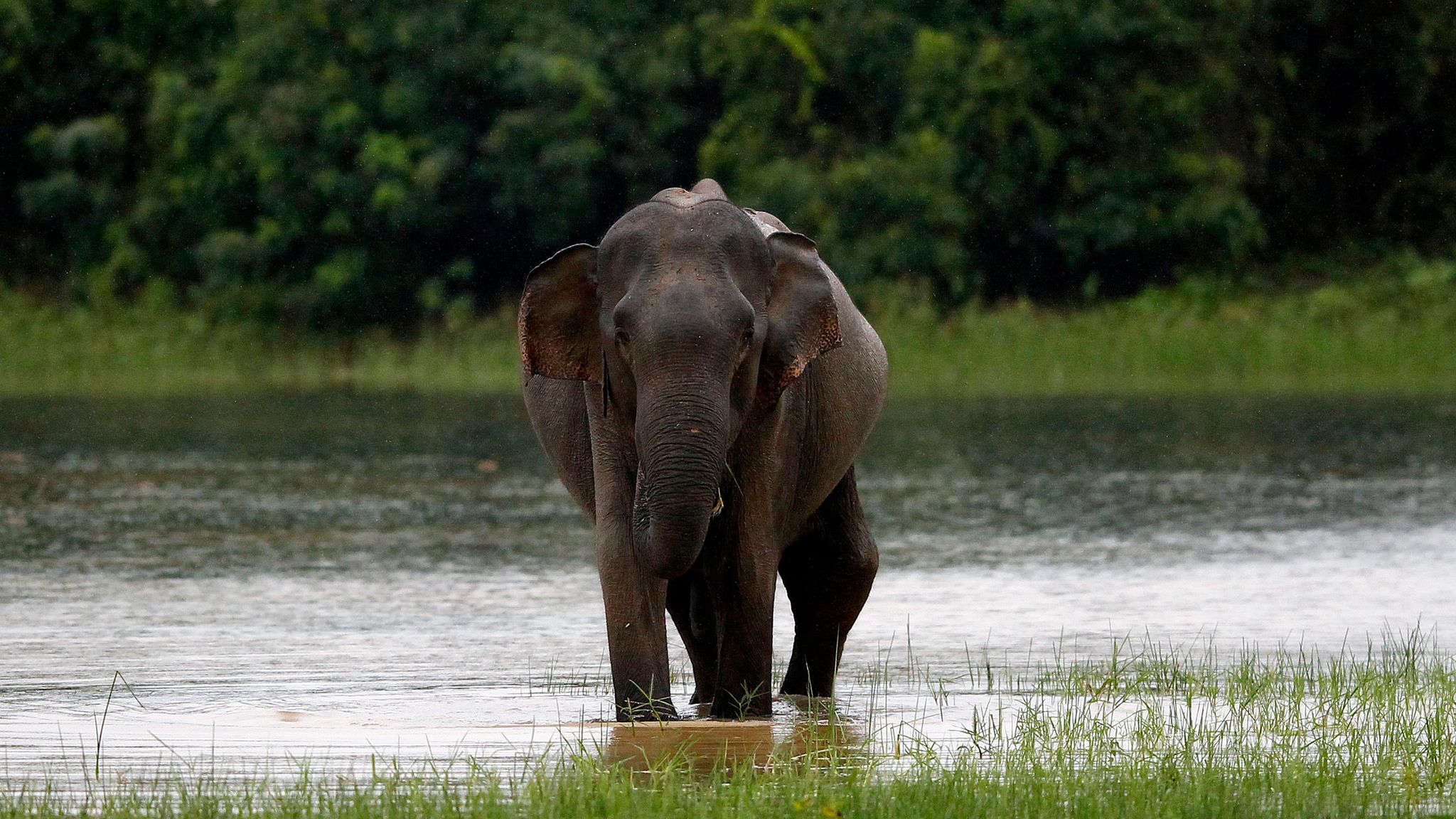 Elephant Attack Man