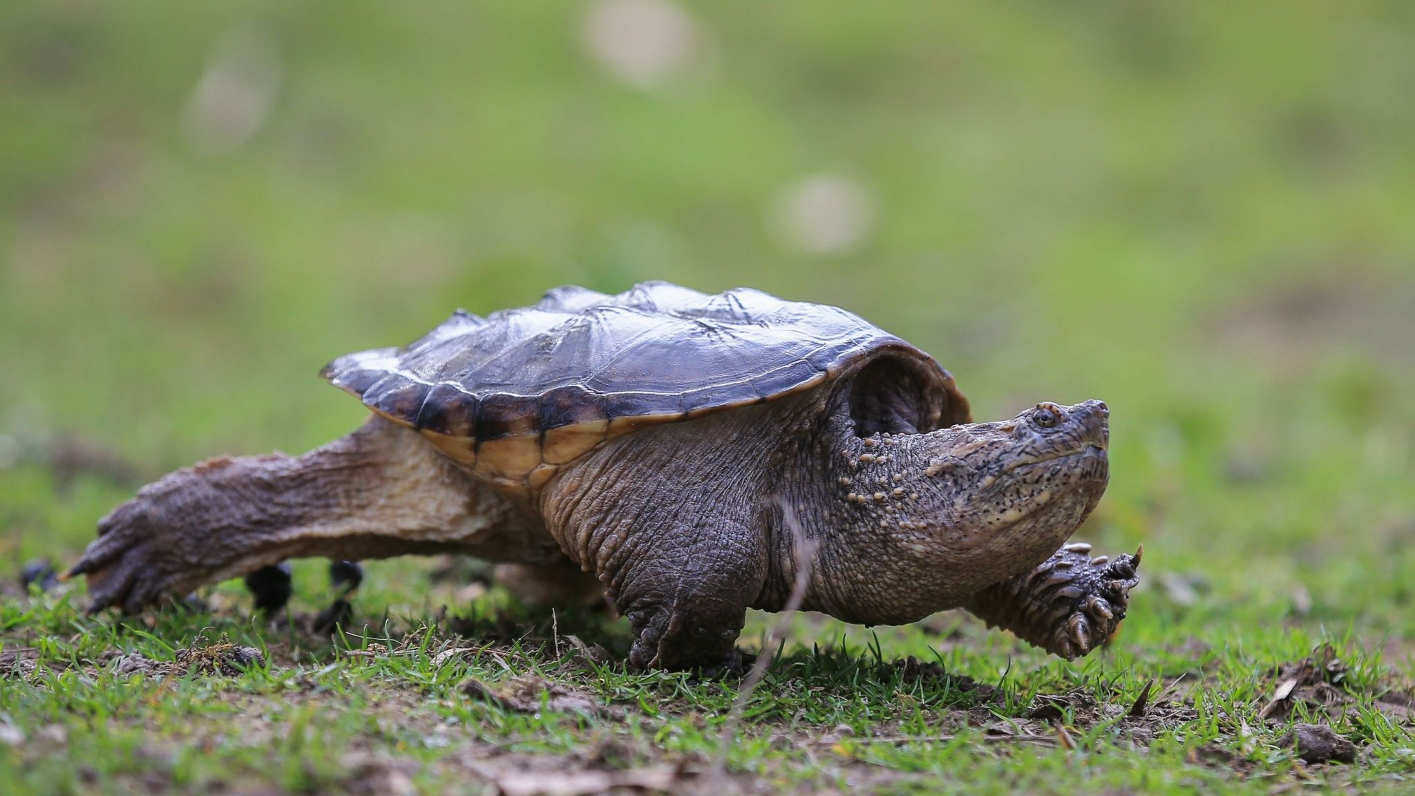 Teacher charged after 'feeding puppy to snapping turtle' in front of ...