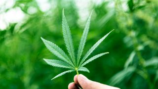 Medicinal uses for cannabis will be considered in the UK