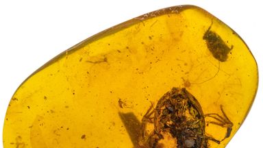 Scientists find rare 99-million-year-old amber fossil of prehistoric ...