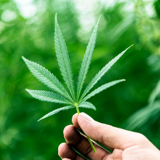 Govt reviews cannabis for medicinal use