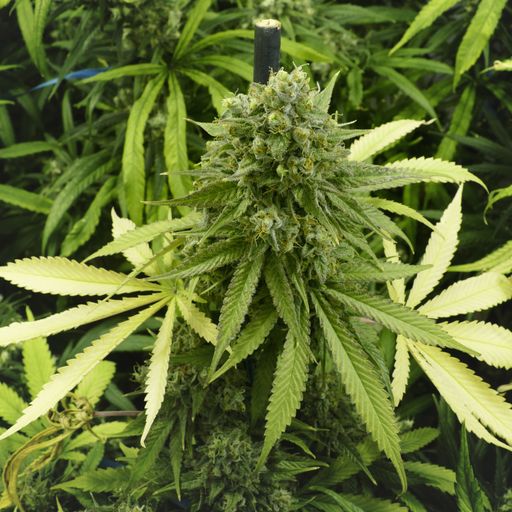 Where in the world is cannabis legal?