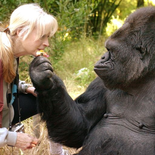 'Extraordinary' sign language gorilla Koko dies in California