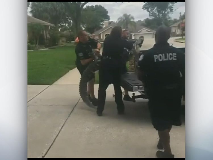 It took three men to lift the 2m long alligator into the back of the vehicle