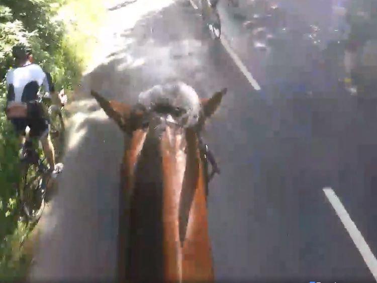 The horse is narrowly missed by cyclists