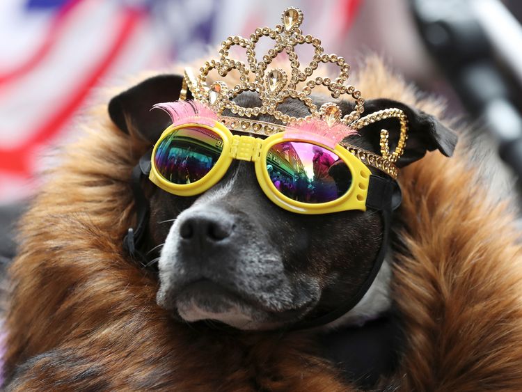 A dog in a tiara and sunglasses awaits the Queen and Meghan