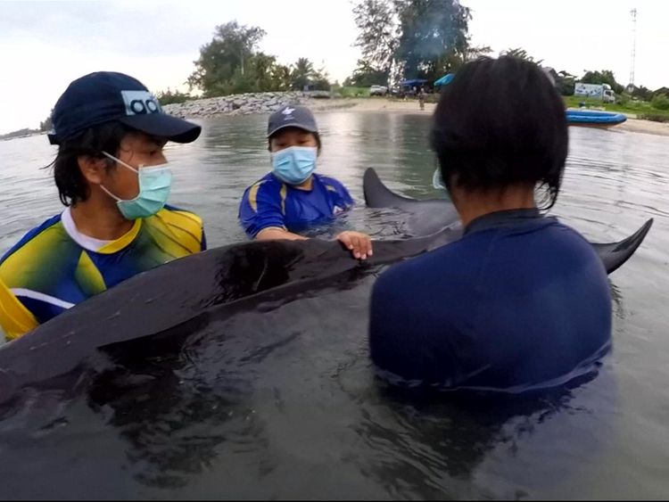 The whale died on Friday despite the efforts of rescuers