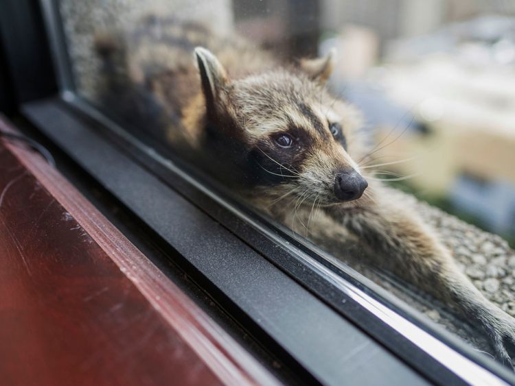 A raccoon strecthes out on a windowsill high above downtown St. Paul, Minn. on Tuesday, June 12, 2018. Evan Frost | MPR News Evan Frost | MPR News
