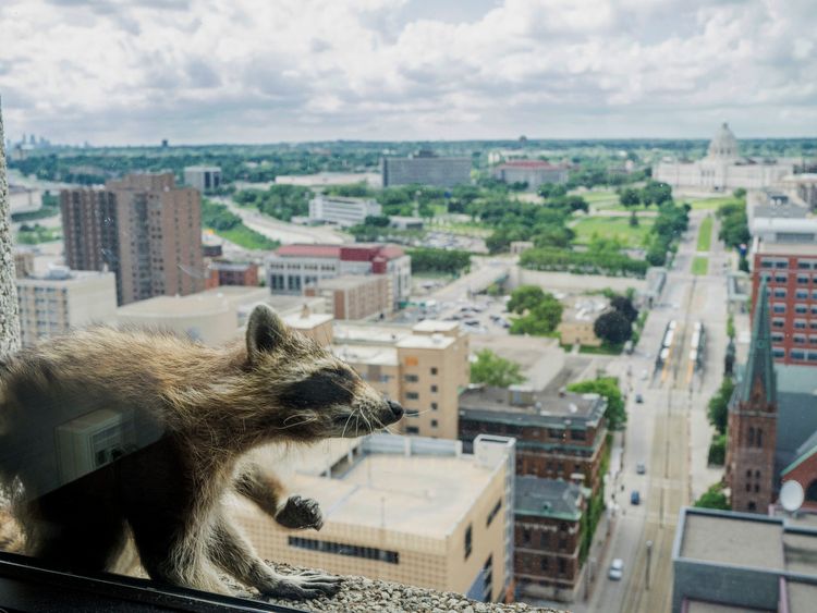 A raccoon scratches itself on the window sill of the Paige Donnelly Law Firm on the 23rd floor of the UBS Plaza in St. Paul