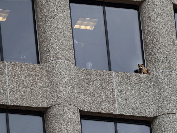 A raccoon ended up in a most precarious place near the top of the UBS building