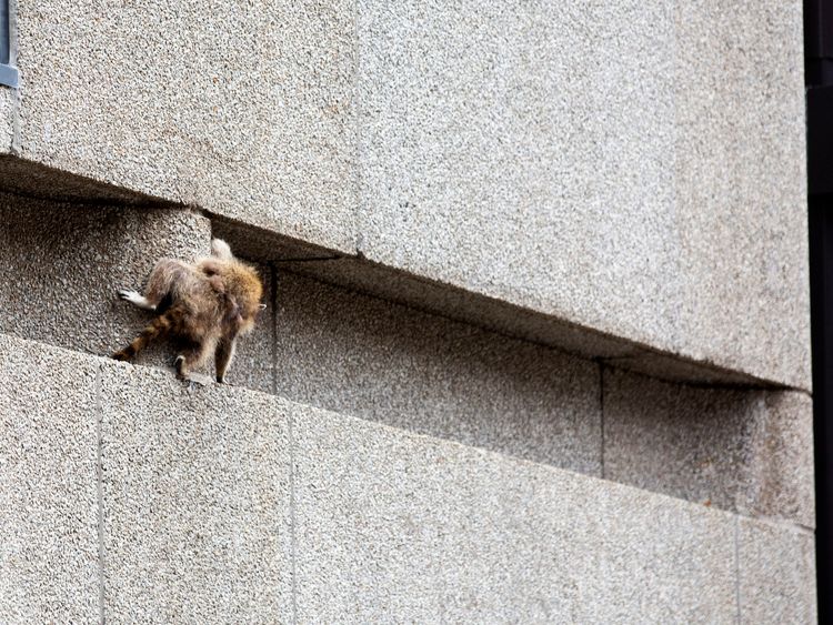 A raccoon scrambles along a ledge on the side of the Town Square building