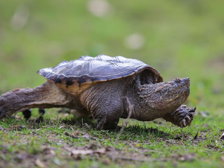 Snapping turtles are considered an invasive species in Idaho