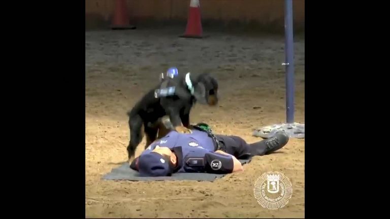 A police dog in Madrid has been &#39;trained to perform CPR&#39;.