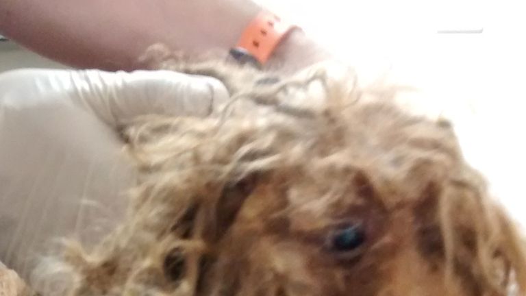 Undated handout photo issued by the RSPCA of a severely matted poodle cross named Benji, which was found dumped by a roadside near Eye, Peterborough on Wednesday 13 June