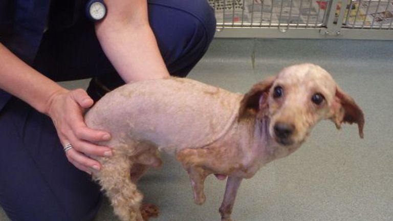 Undated handout photo issued by the RSPCA of a severely matted poodle cross named Benji, following a hair cut, which was found dumped by a roadside near Eye, Peterborough on Wednesday 13 June